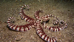Weirdest Octopus Species: 7 Unique and Fascinating Creatures