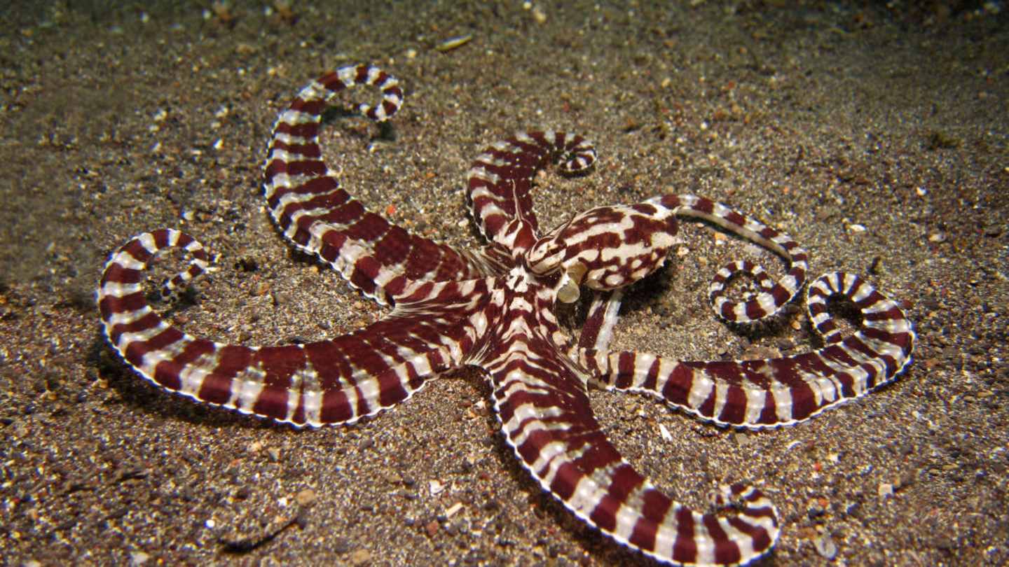 Weirdest Octopus Species: 7 Unique and Fascinating Creatures