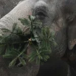 What Animals Eat Christmas Trees: Festive Finds for Wildlife