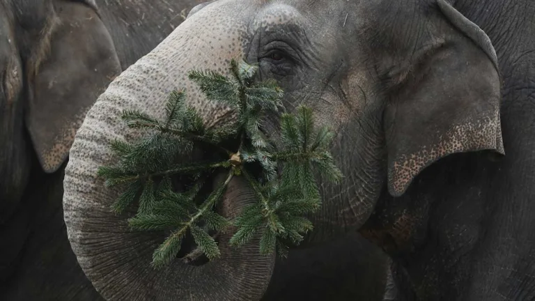 What Animals Eat Christmas Trees: Festive Finds for Wildlife