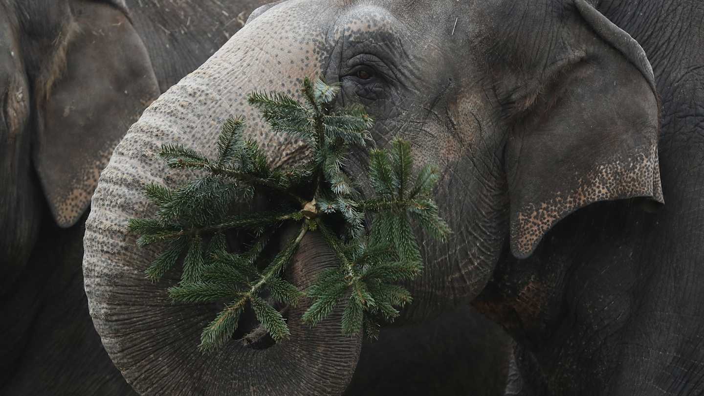 What Animals Eat Christmas Trees: Festive Finds for Wildlife