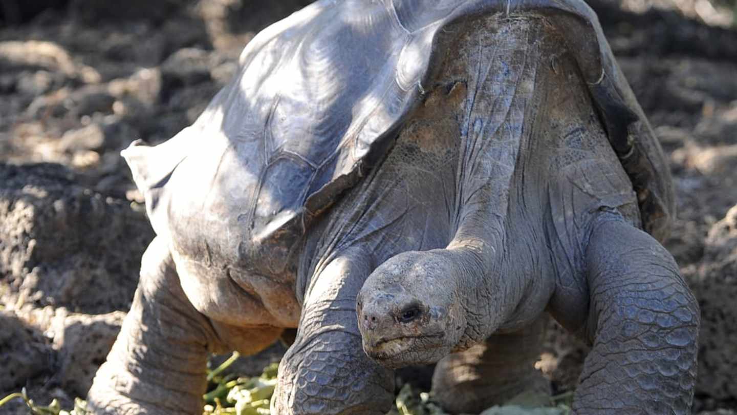 What Animal Has Only 1 Left in the World? Extinction Stories