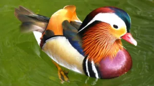 What Birds Can Do: Amazing Feats of Nature