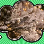 What Is Tree Flocking Made Of? The History & Process