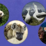 Animal Name Meanings: Uncovering the Stories Behind Their Names