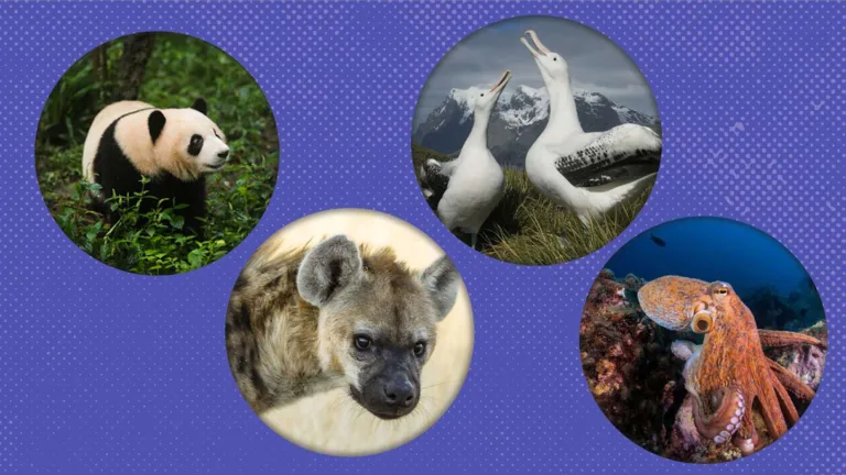 Animal Name Meanings: Uncovering the Stories Behind Their Names