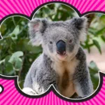 Why Are Koala Bears Called Bears? Historical Misconception