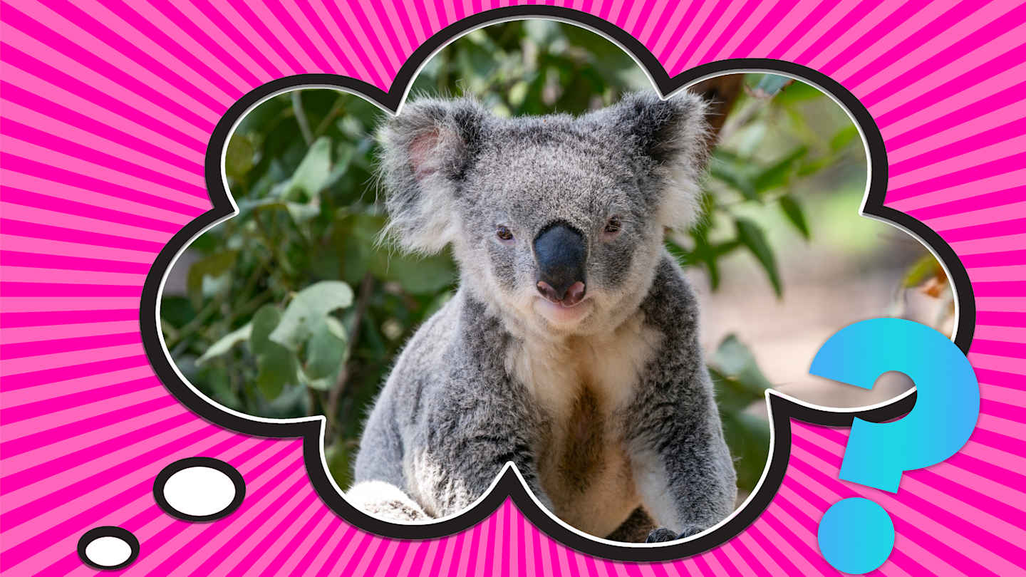 Why Are Koala Bears Called Bears? Historical Misconception