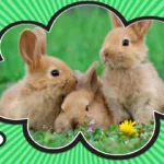Why Are Rabbits Called Rabbits & Bunnies: Origins & Meanings