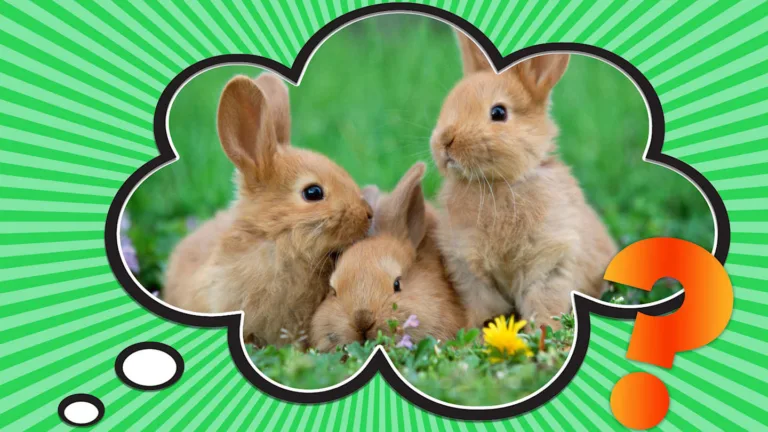 Why Are Rabbits Called Rabbits & Bunnies: Origins & Meanings