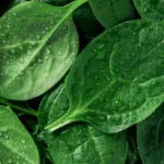 Why Do Grocery Stores Spray Water on Vegetables? Hidden Costs Revealed