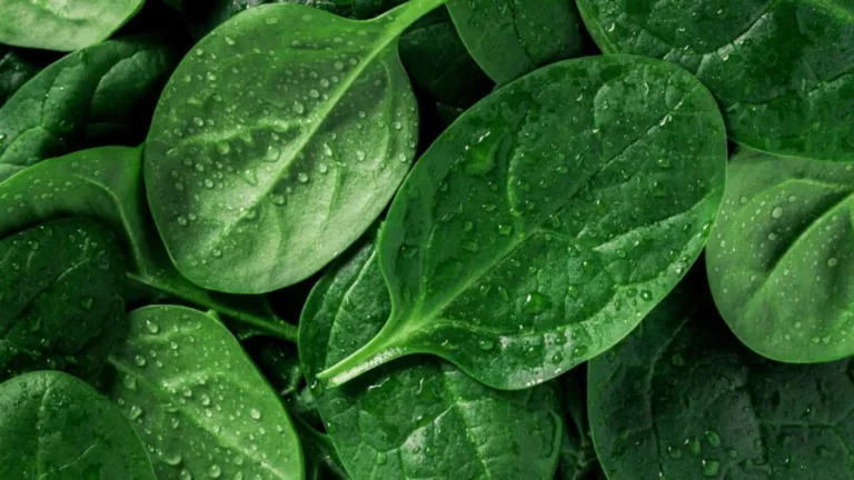 Why Do Grocery Stores Spray Water on Vegetables? Hidden Costs Revealed