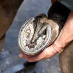Why Do Horses Need Shoes But Not Cows