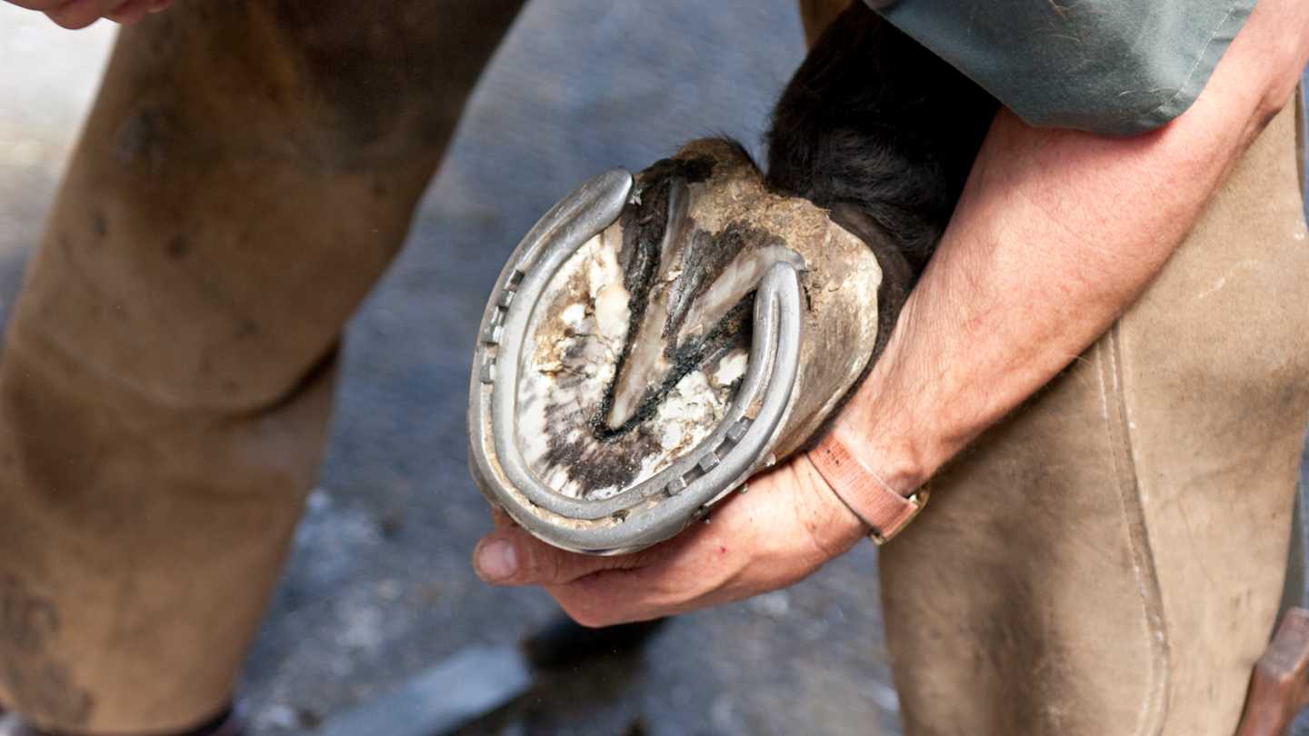 Why Do Horses Need Shoes But Not Cows