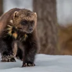 Wolverine Bite Force: Ferocity and Adaptations of a Solitary Predator