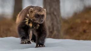 Wolverine Bite Force: Ferocity and Adaptations of a Solitary Predator