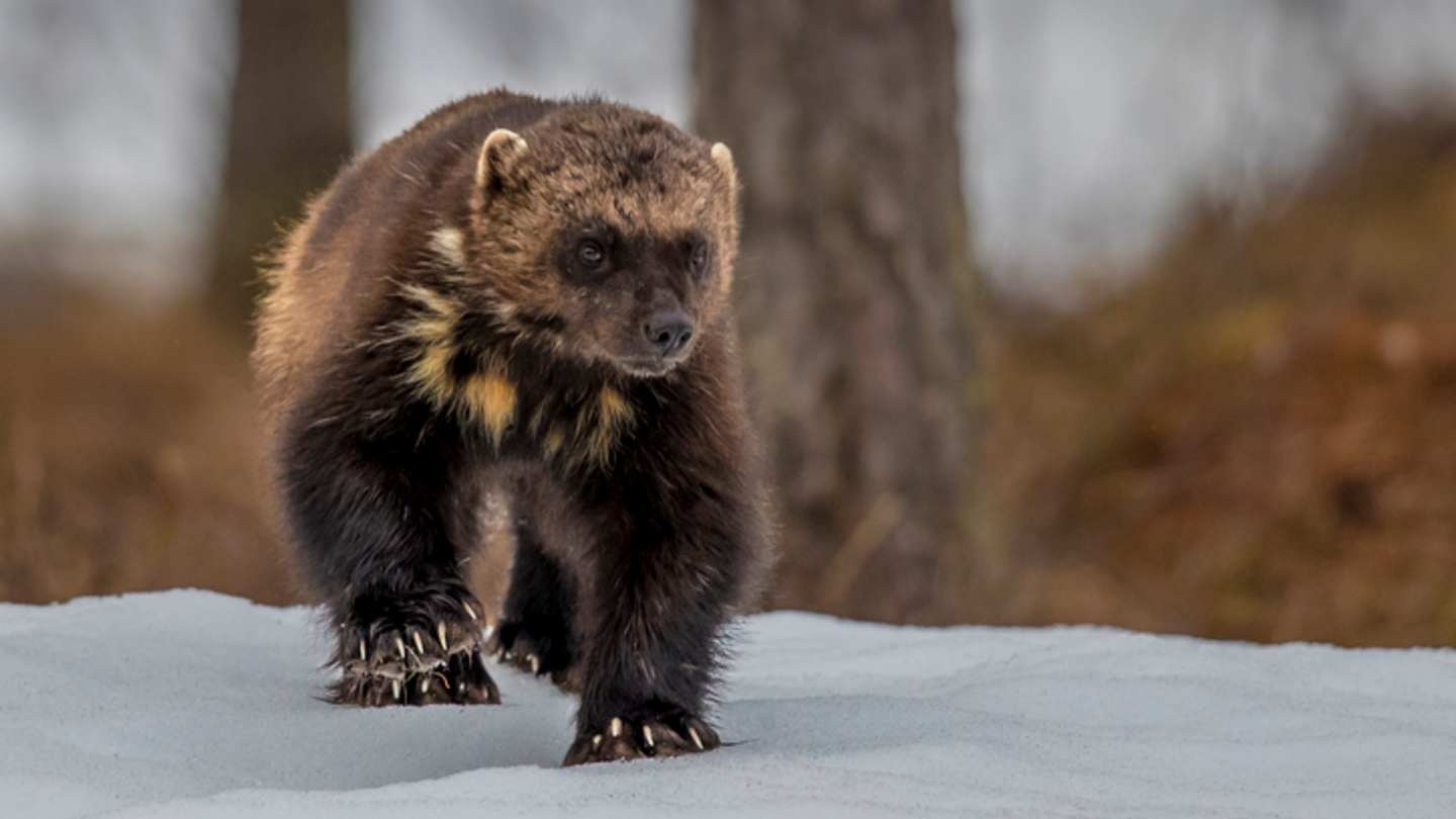 Wolverine Bite Force: Ferocity and Adaptations of a Solitary Predator