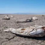Creepy Salton Sea 1950s: Decline of a Tourist Paradise