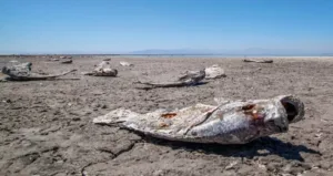 Creepy Salton Sea 1950s: Decline of a Tourist Paradise