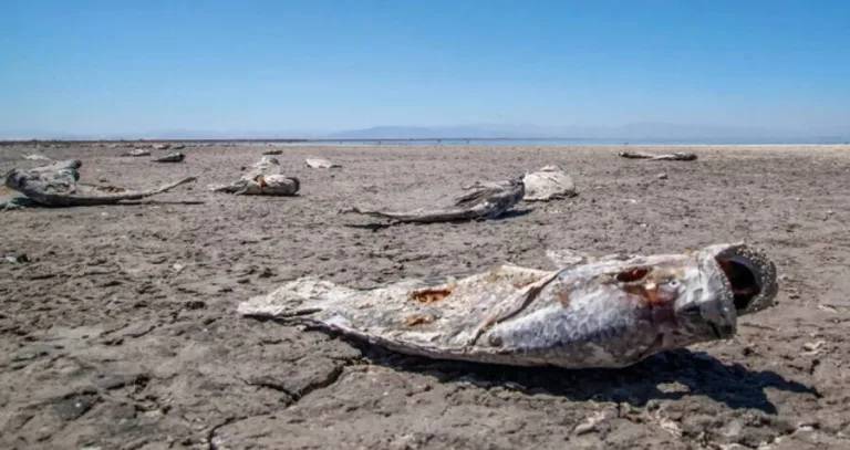 Creepy Salton Sea 1950s: Decline of a Tourist Paradise
