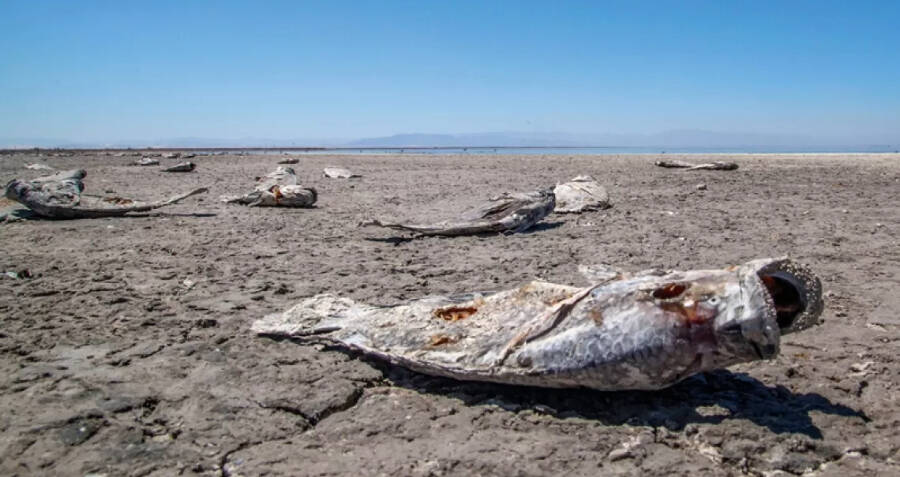 Creepy Salton Sea 1950s: Decline of a Tourist Paradise