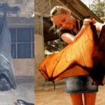 Golden-Crowned Flying Fox: Endangered Giant of the Philippines