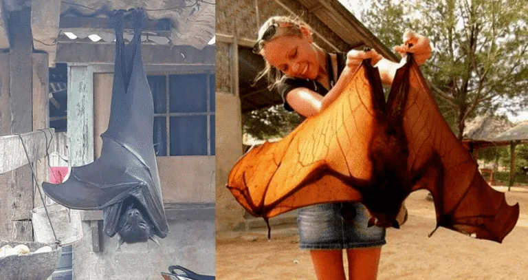 Golden-Crowned Flying Fox: Endangered Giant of the Philippines