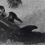 Dolphin Mates With Lady: Margaret Howe Lovatts Bond with Peter