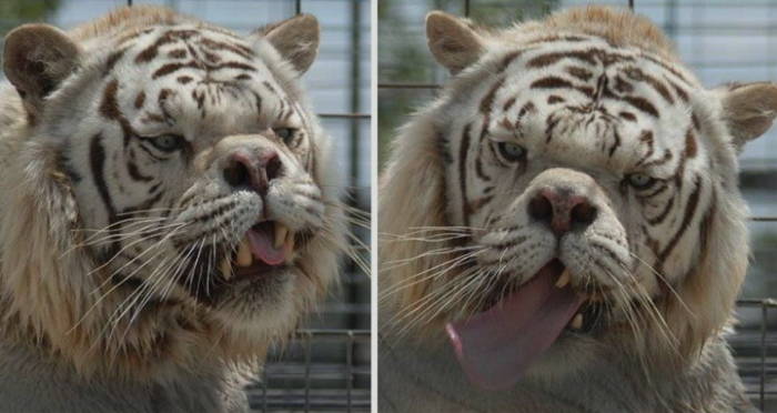 Down Syndrome Lion: Debunking Myths About Animals & Human Conditions