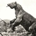 Giant Sloth Sightings: Exploring the Mystery of the Mapinguari