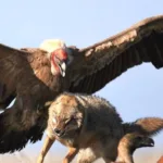 Gothic Birds: Dracula Parrot & Terrifying Avian Species