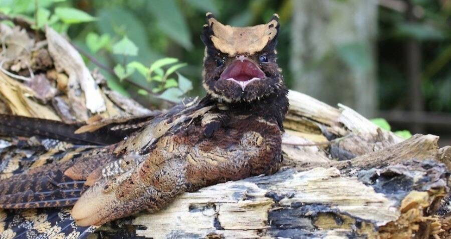 Great Eared Nightjar Mouth: Eerie Call & Unique Bird Features