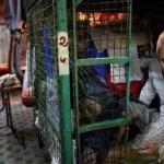 Hong Kong Cage Homes: Price & Dilapidated Housing Crisis