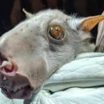 Ugliest Bat in the World: Giant African Hammer-headed Bats