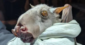 Ugliest Bat in the World: Giant African Hammer-headed Bats