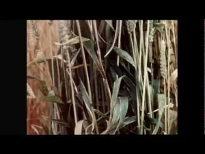 Famous Humanitarians: Stories of Impact & Legacy