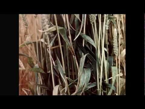 Famous Humanitarians: Stories of Impact & Legacy