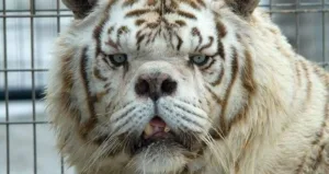 White Tiger Kenny