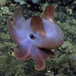 Elephant Octopus: Exploring the Dumbos Deep Sea Home