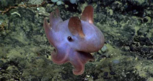 Elephant Octopus: Exploring the Dumbos Deep Sea Home