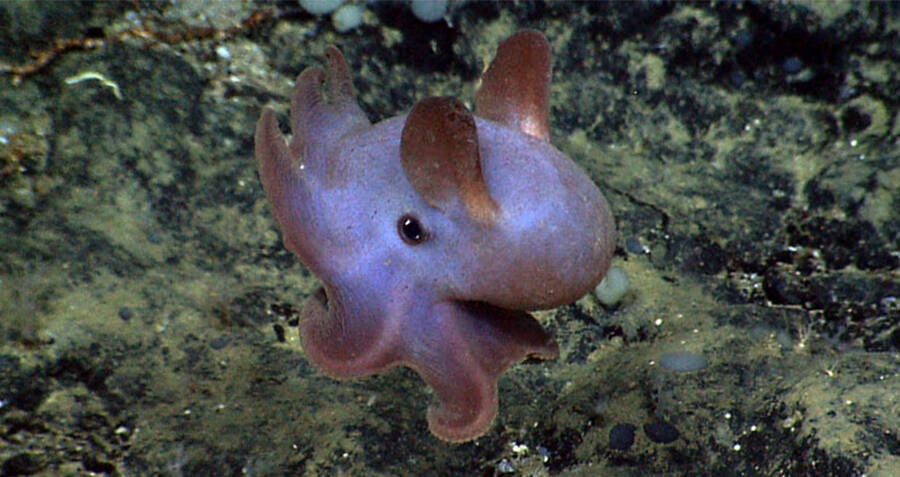 Elephant Octopus: Exploring the Dumbos Deep Sea Home