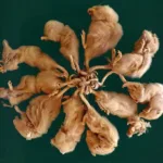 Rat King Phenomenon: Fact or Folklore?