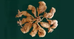 Rat King Phenomenon: Fact or Folklore?
