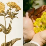 Roman Plant Silphium: Rediscovered Herb with Ancient Medicinal Uses