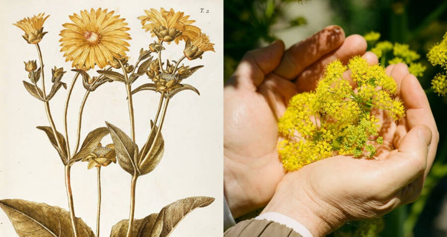 Roman Plant Silphium: Rediscovered Herb with Ancient Medicinal Uses
