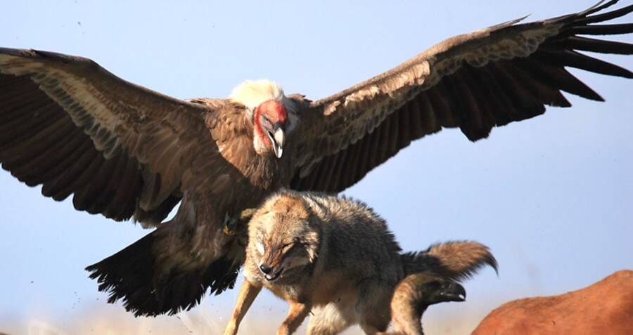 Scary Vultures: The Griffon Vultures Fearsome Prowess