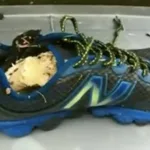 Severed Feet Mystery Solved: The Science Behind Salish Sea Foot Discoveries