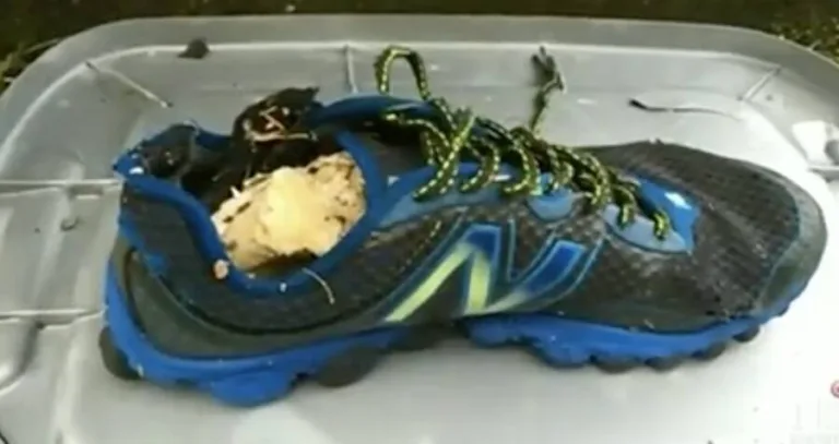 Severed Feet Mystery Solved: The Science Behind Salish Sea Foot Discoveries