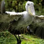 Shoebill Teeth: Prehistoric Bird with Powerful Beak