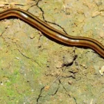 Snake With Hammerhead: Invasive Giant Worm Found in Virginia